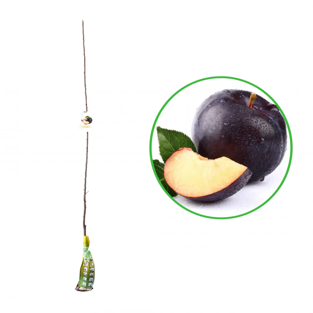 Prun Angeleno, Prunus Domestica