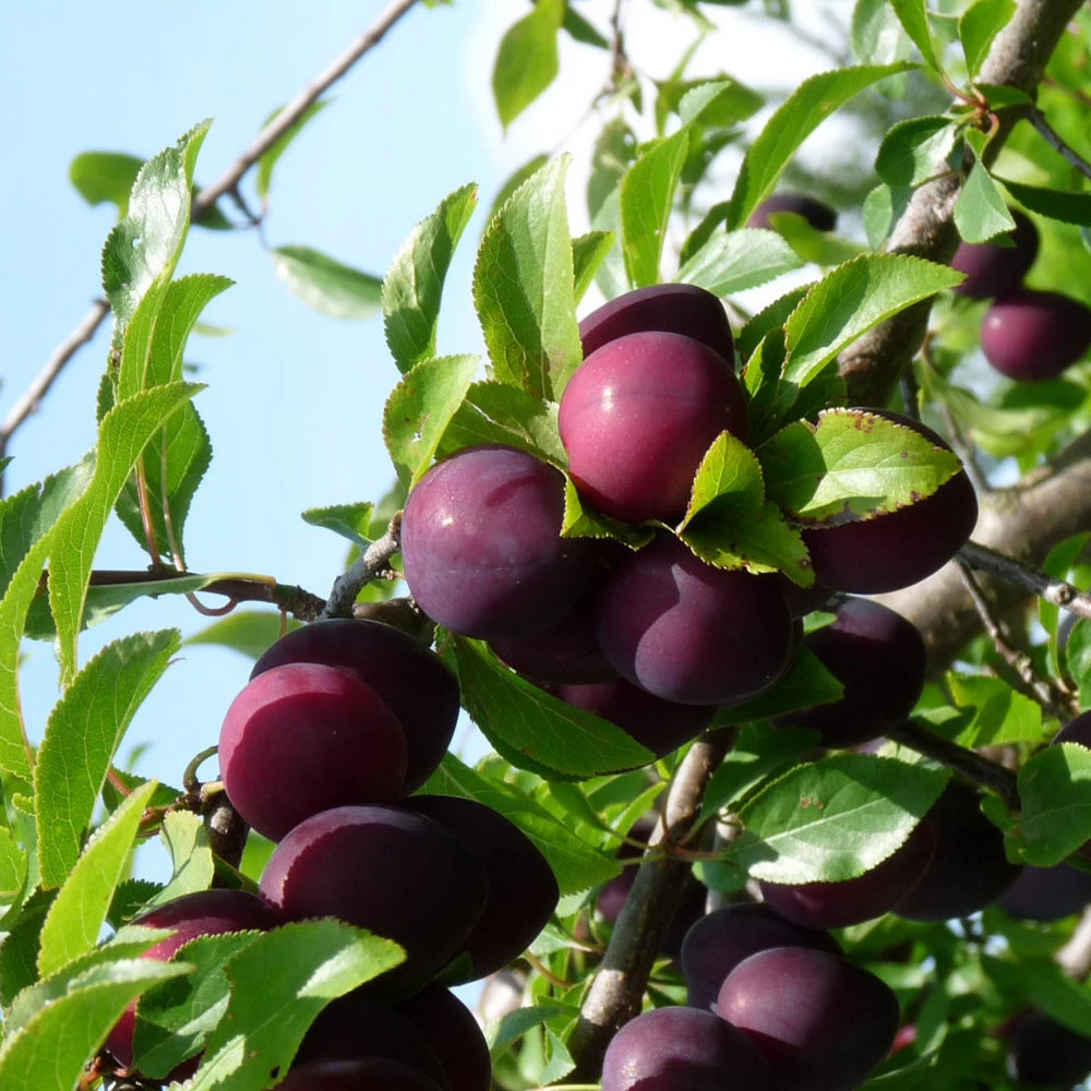 Prun Anna Spath, Prunus Domestica