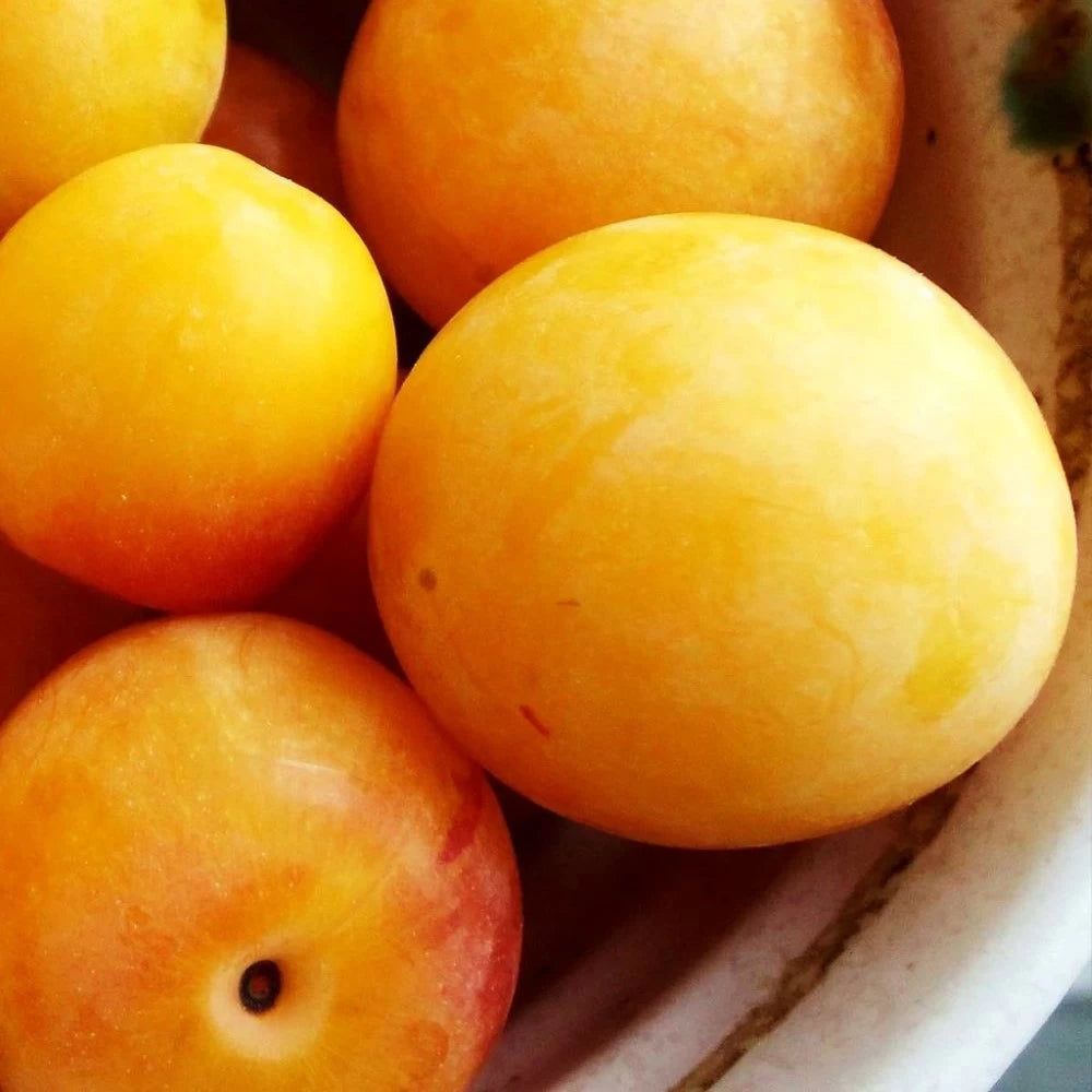 Prun Bianca di Milano, Prunus Domestica