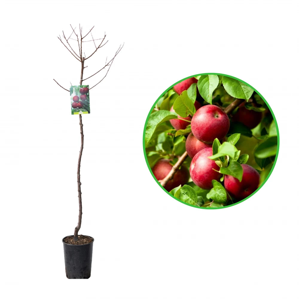 Prun Biricoccolo, Prunus Domestica