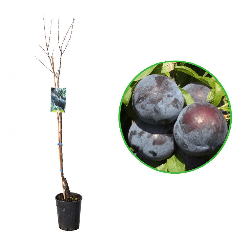 Prun Black Amber, Prunus Domestica