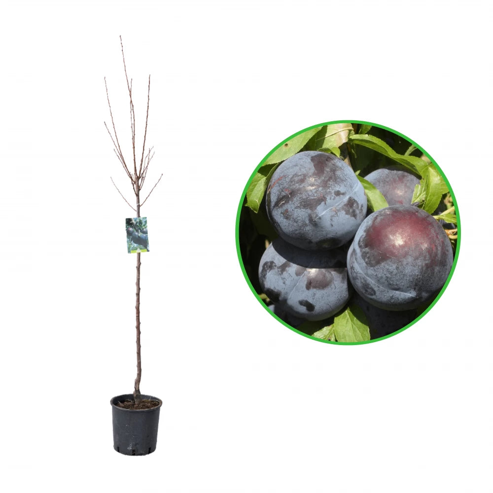 Prun Black Amber, Prunus Domestica