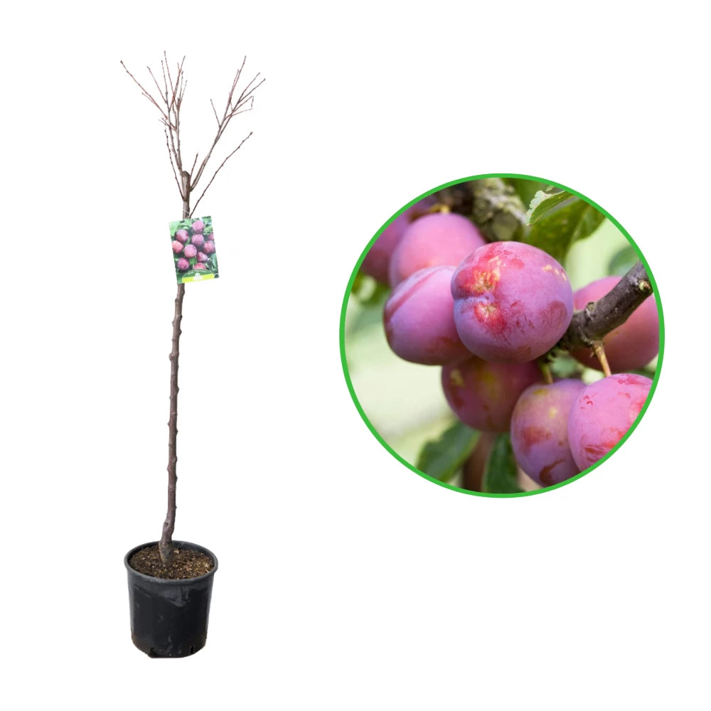 Prun Burmosa, Prunus Domestica