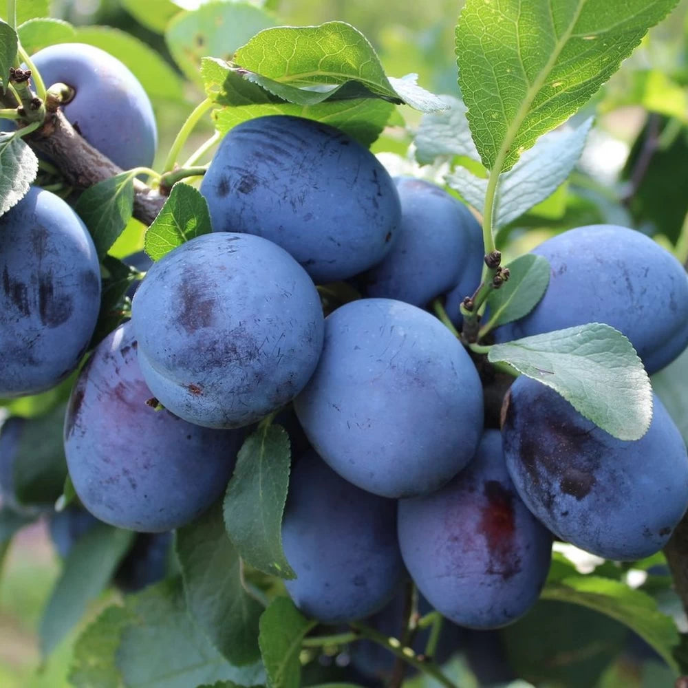 Prun Cacanska Lepotica, Prunus Domestica