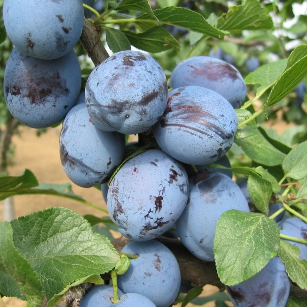 Prun Cacanska Lepotica, Prunus Domestica