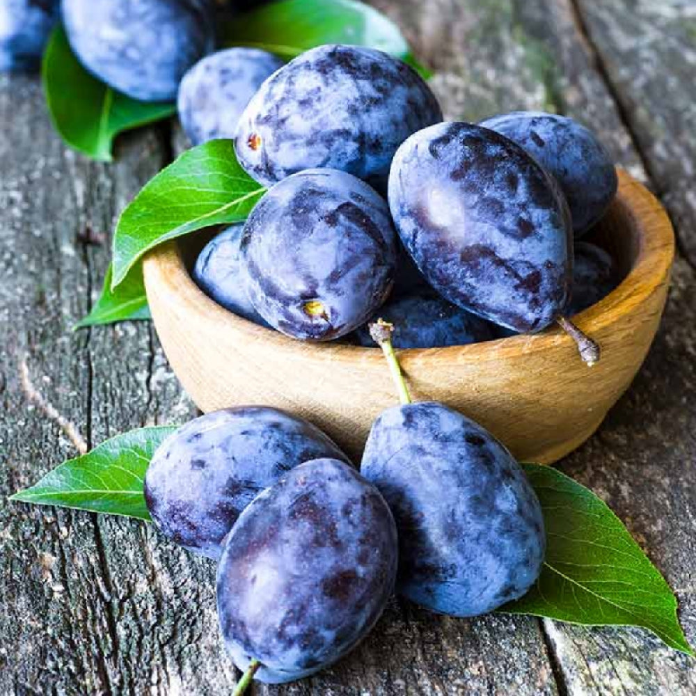 Prun California Blue, Prunus Domestica