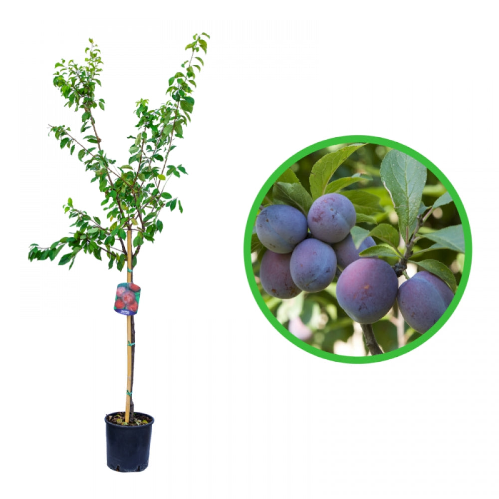 Prun California Blue, Prunus Domestica