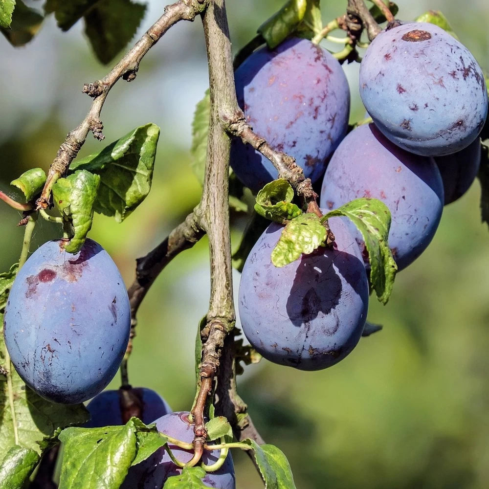 Prun Cassalinga, Prunus Domestica