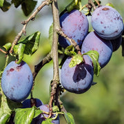 Prun Cassalinga, Prunus Domestica
