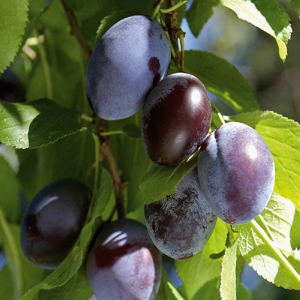 Prun Cassalinga, Prunus Domestica