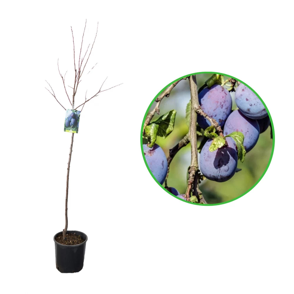 Prun Cassalinga, Prunus Domestica