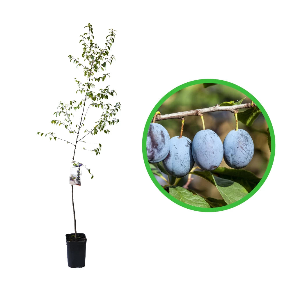 Prun Columnar, Prunus Domestica