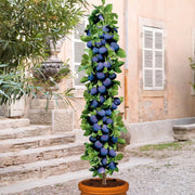 Prun Columnar, Prunus Domestica
