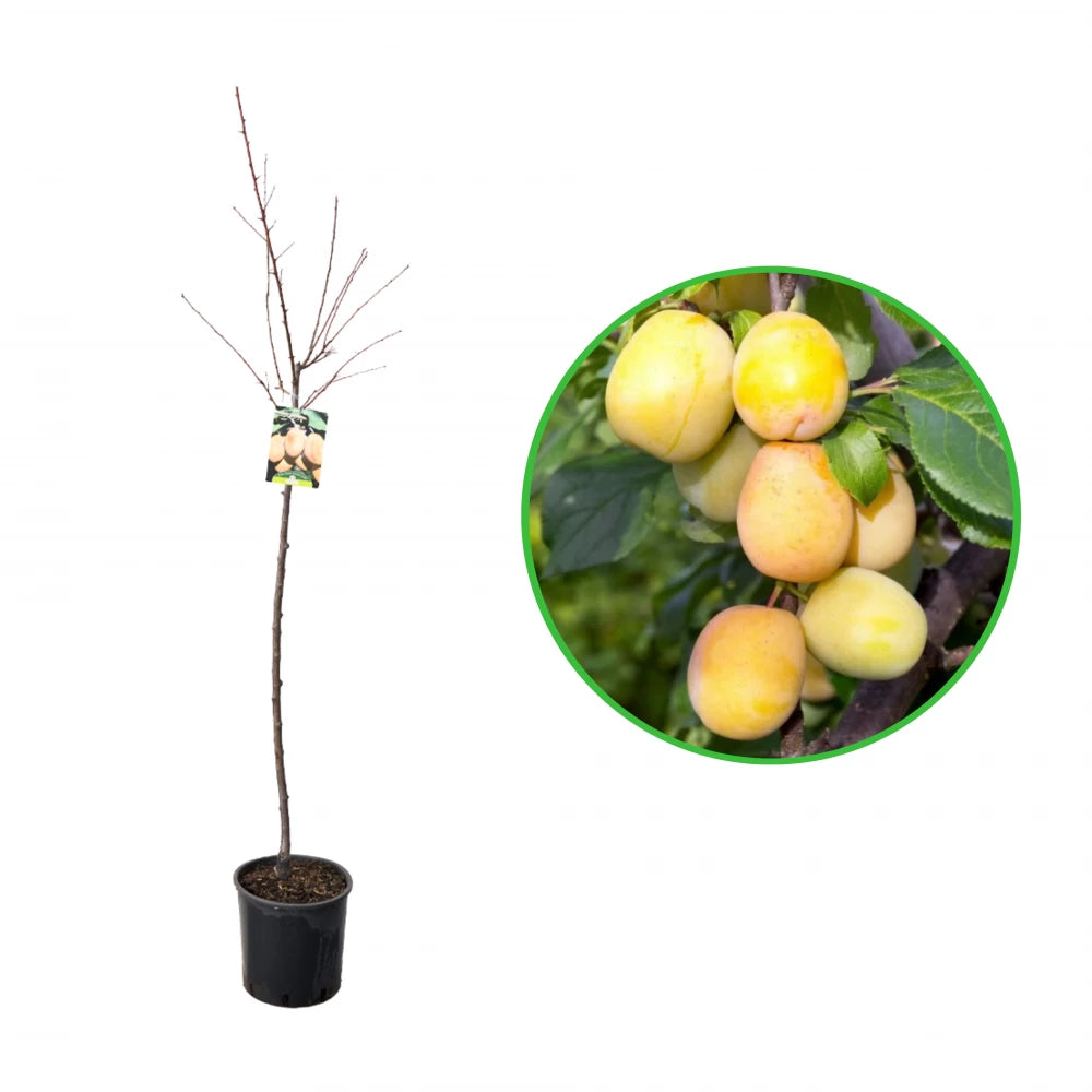 Prun Coscia di Monaca Gialla, Prunus Domestica