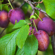Prun Coscia di Monaca Rosa, Prunus Domestica