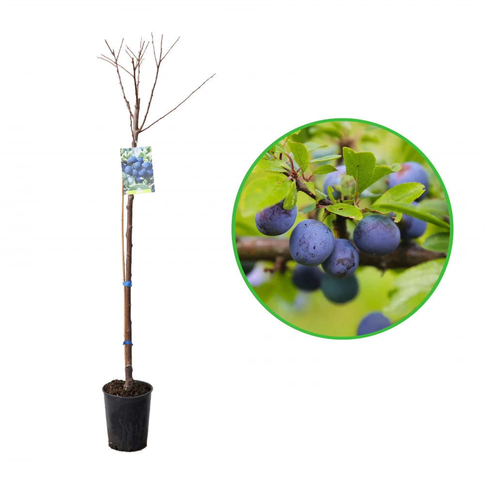 Prun Friar, Prunus Domestica