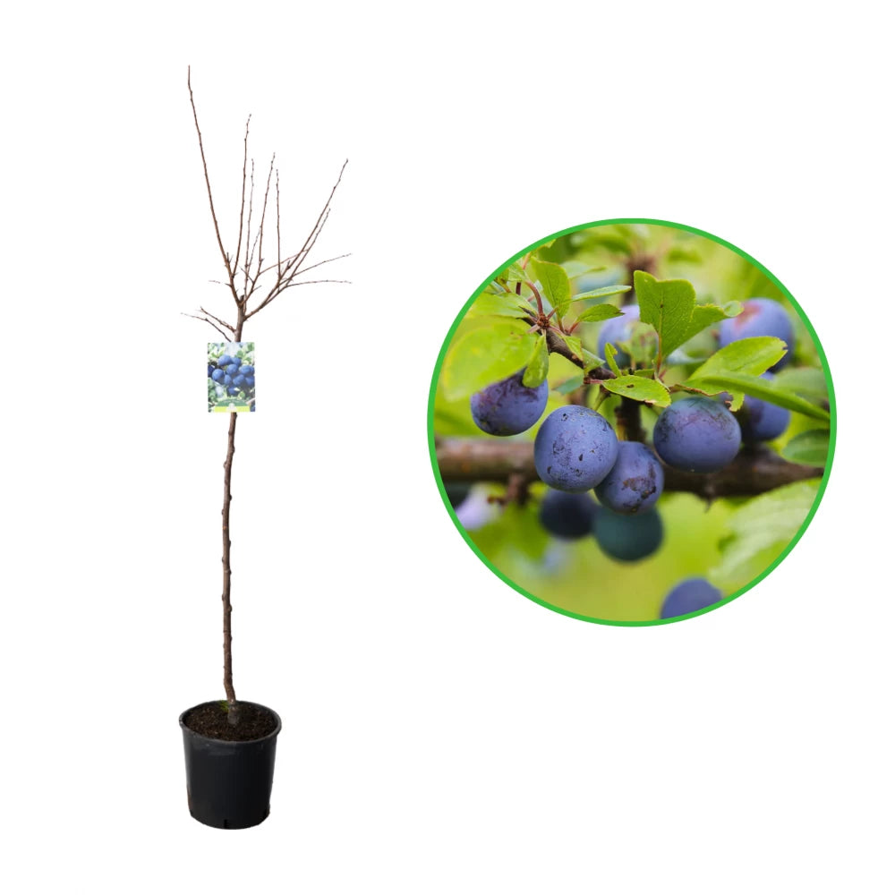 Prun Friar, Prunus Domestica