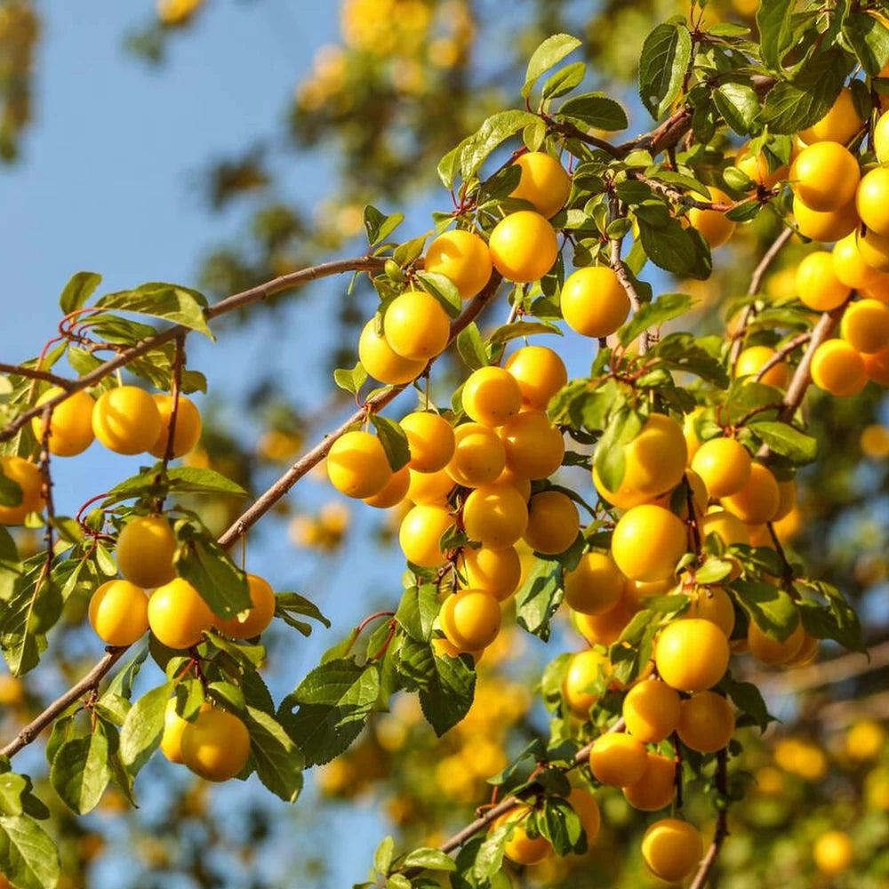 Prun Goccia d Oro Shiro, Prunus Domestica