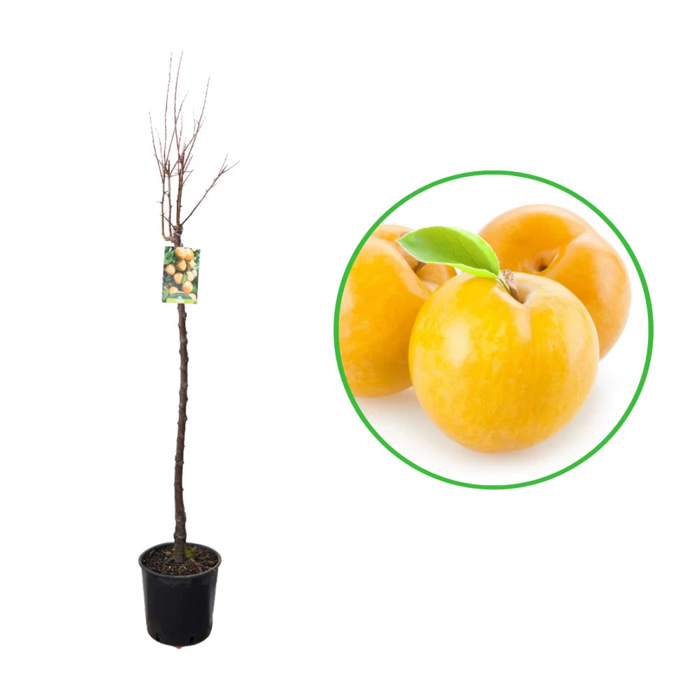 Prun Goccia d Oro Shiro, Prunus Domestica
