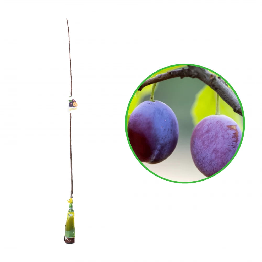 Prun Grossa di Felisio, Prunus Domestica