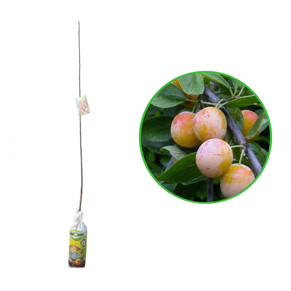Prun Mirabelle de Nancy, Prunus Domestica