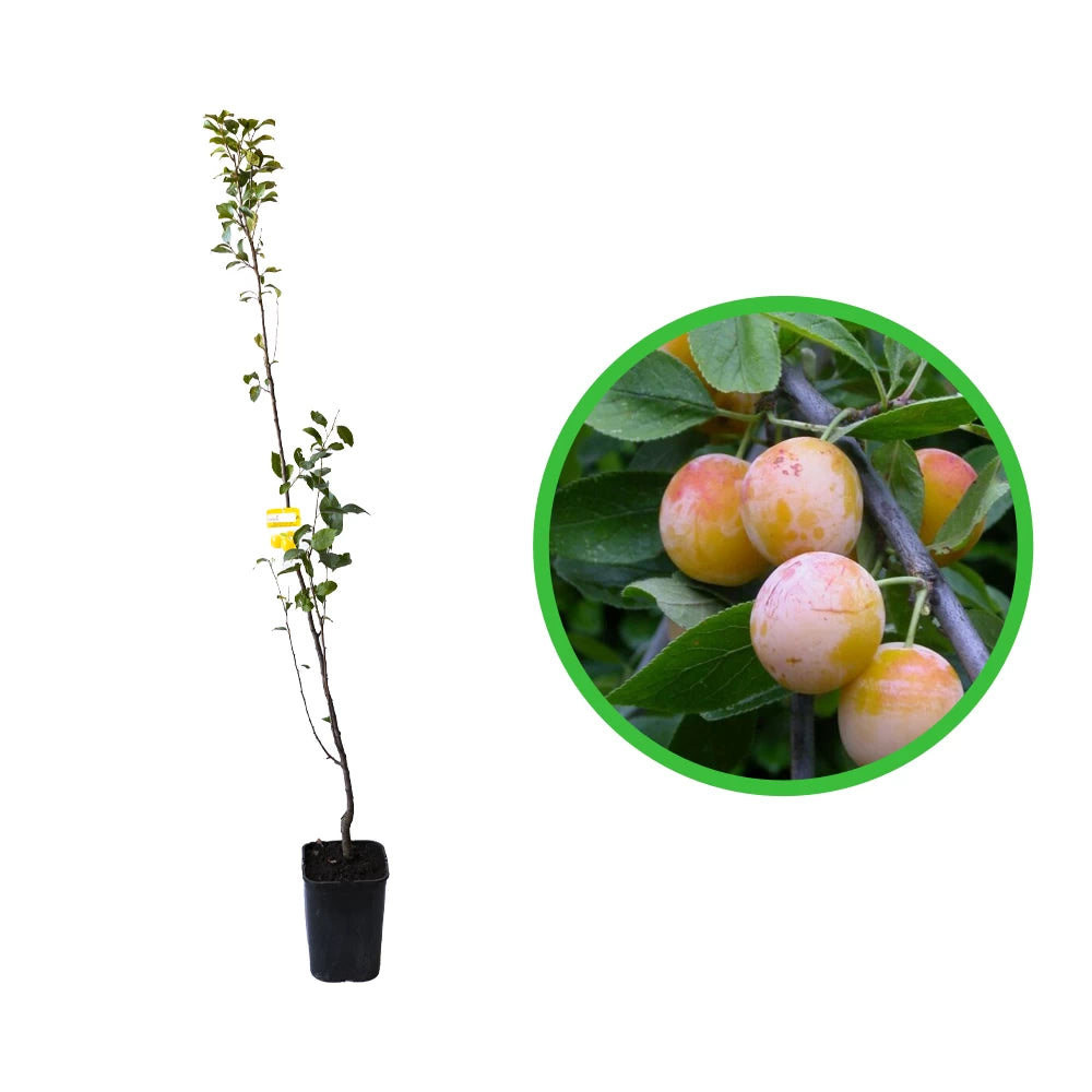 Prun Mirabelle de Nancy, Prunus Domestica