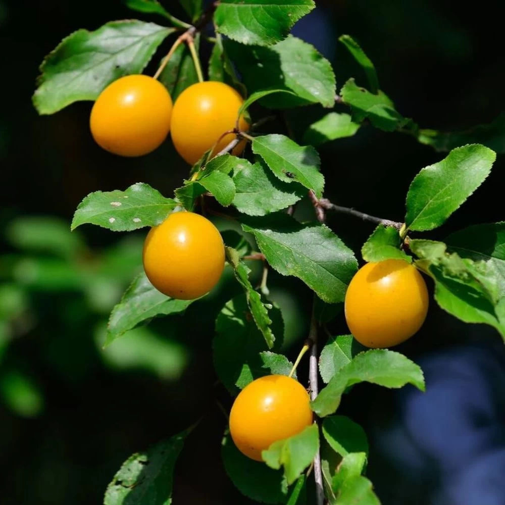 Prun Pitic Galben, Prunus Domestica