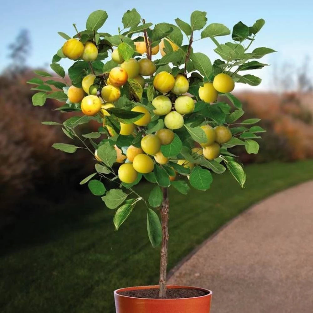 Prun Pitic Galben, Prunus Domestica