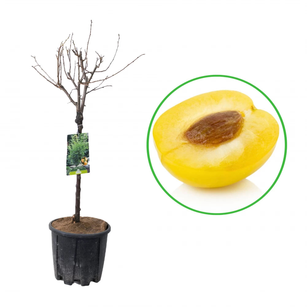 Prun Pitic Galben, Prunus Domestica