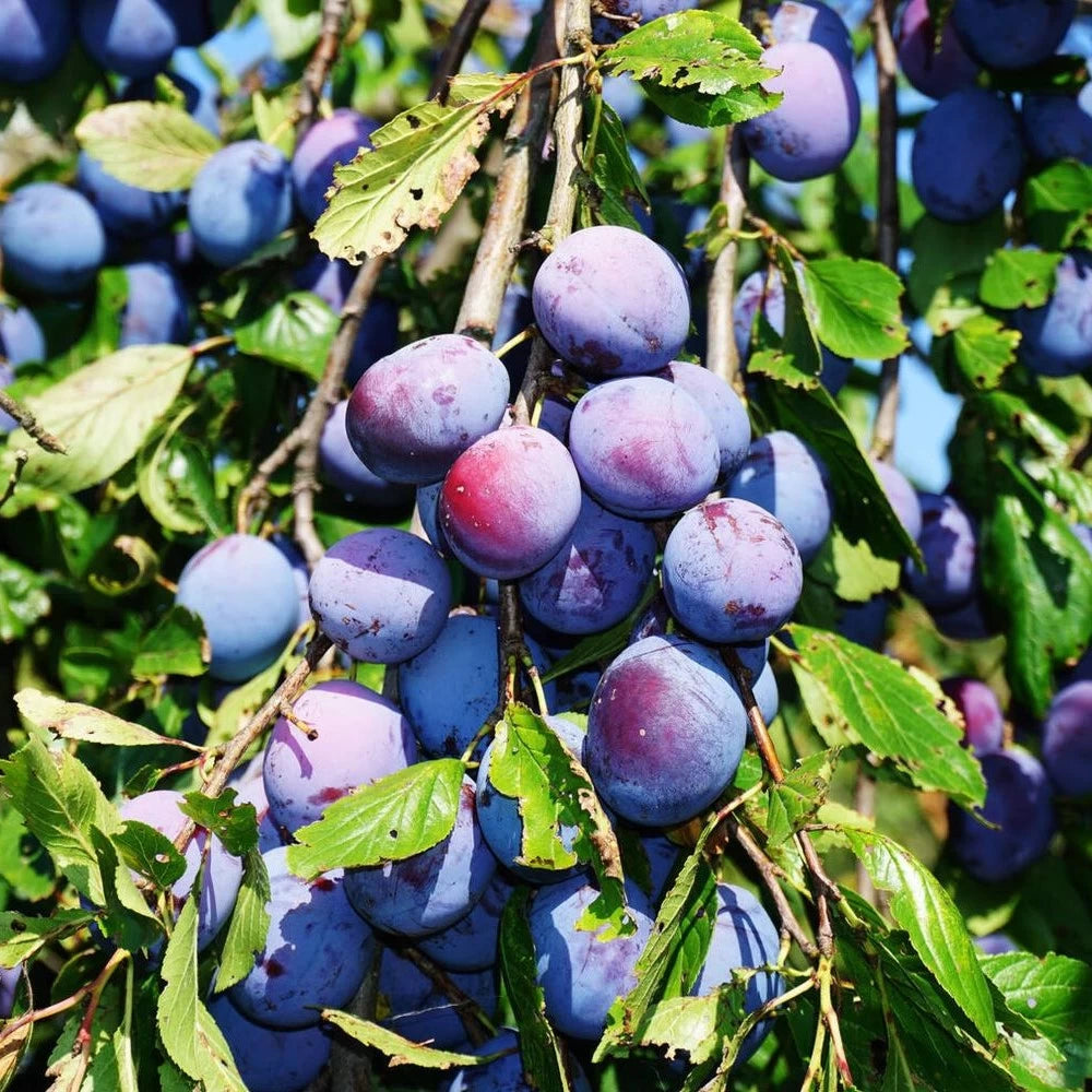 Prun Pitic, Prunus Domestica Nana