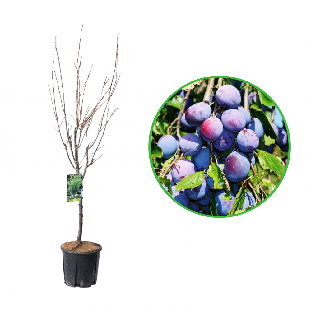 Prun Pitic, Prunus Domestica Nana