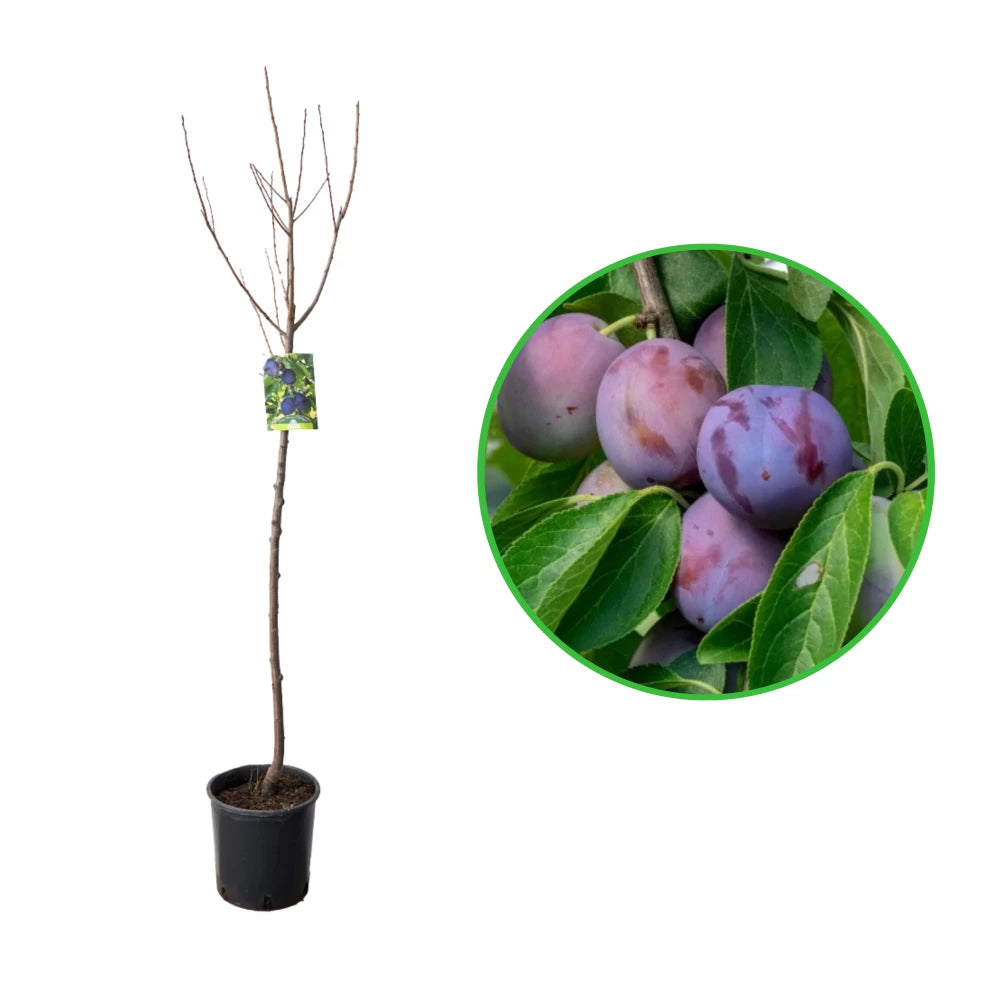 Prun Precoce di Ersinger, Prunus Domestica