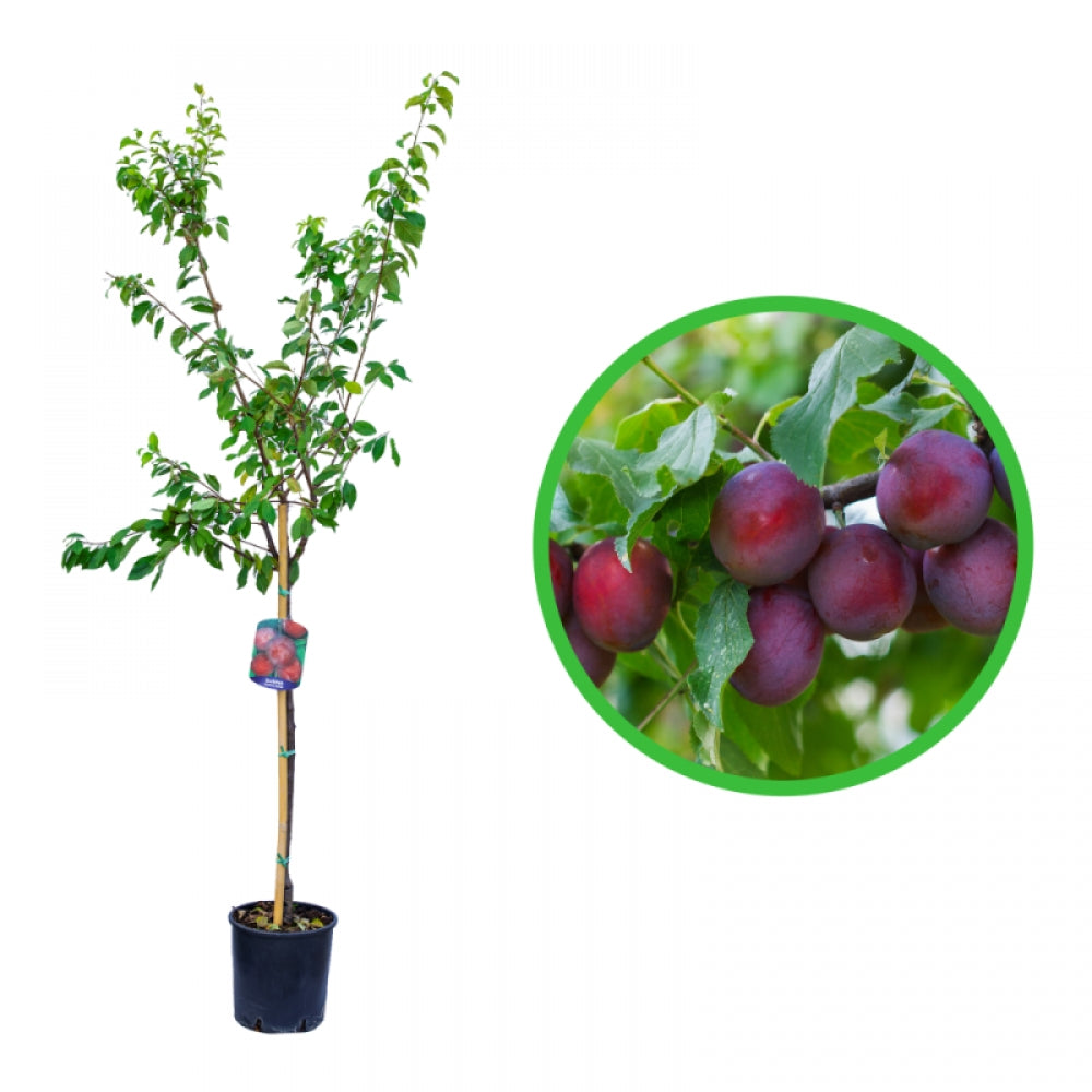 Prun President, Prunus Domestica