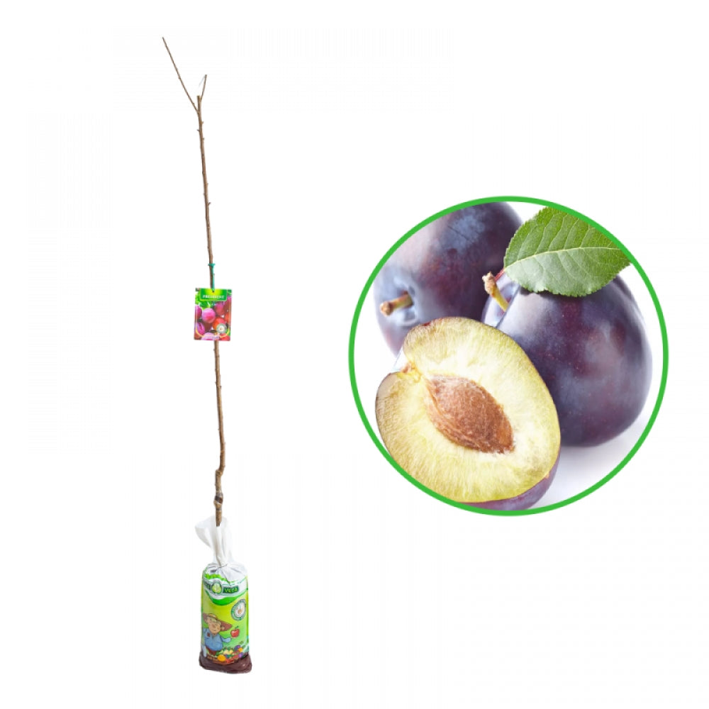 Prun President, Prunus Domestica