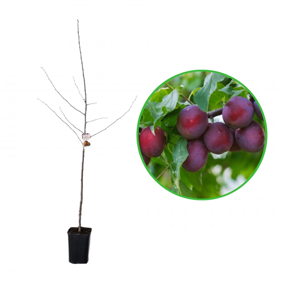 Prun President, Prunus Domestica