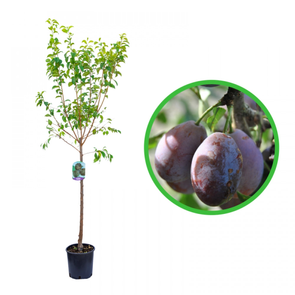 Prun Agen, Prunus Domestica