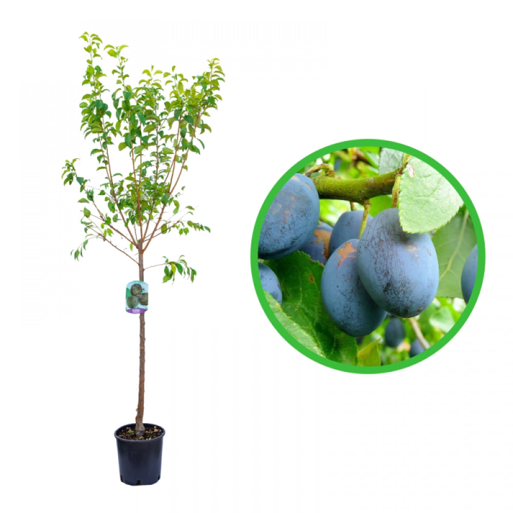 Prun Mirobolan, Prunus Domestica Bluefree