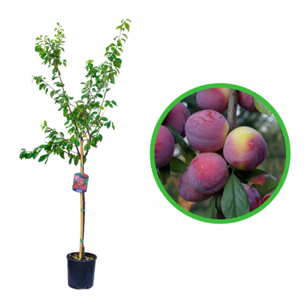 Prun Formosa, Prunus Domestica