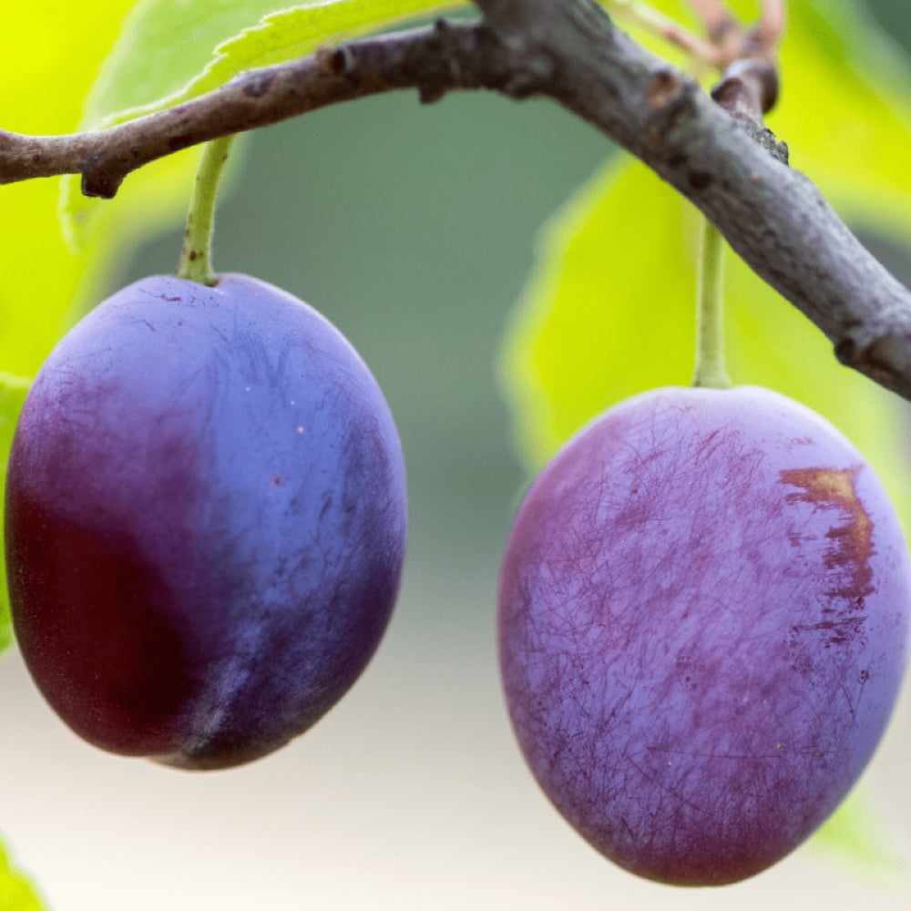 Prun Grossa di Felisio, Prunus Domestica