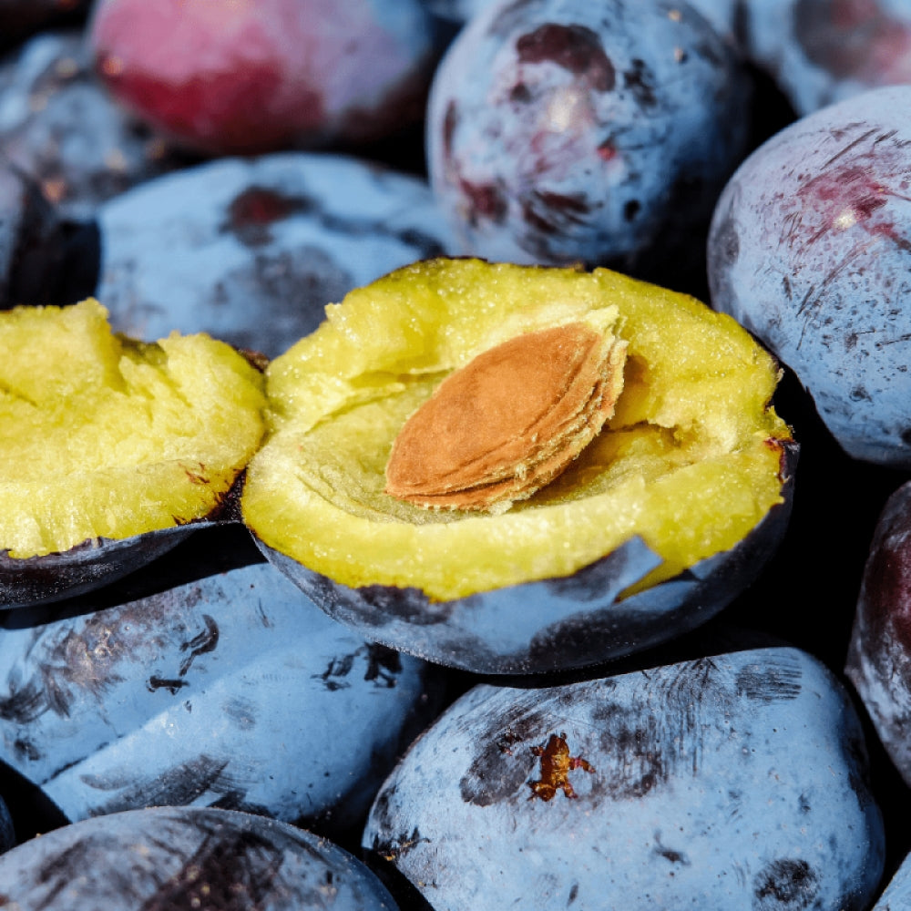 Prun Grossa di Felisio, Prunus Domestica