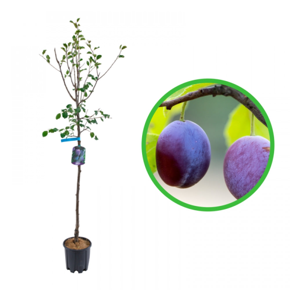 Prun Grossa di Felisio, Prunus Domestica