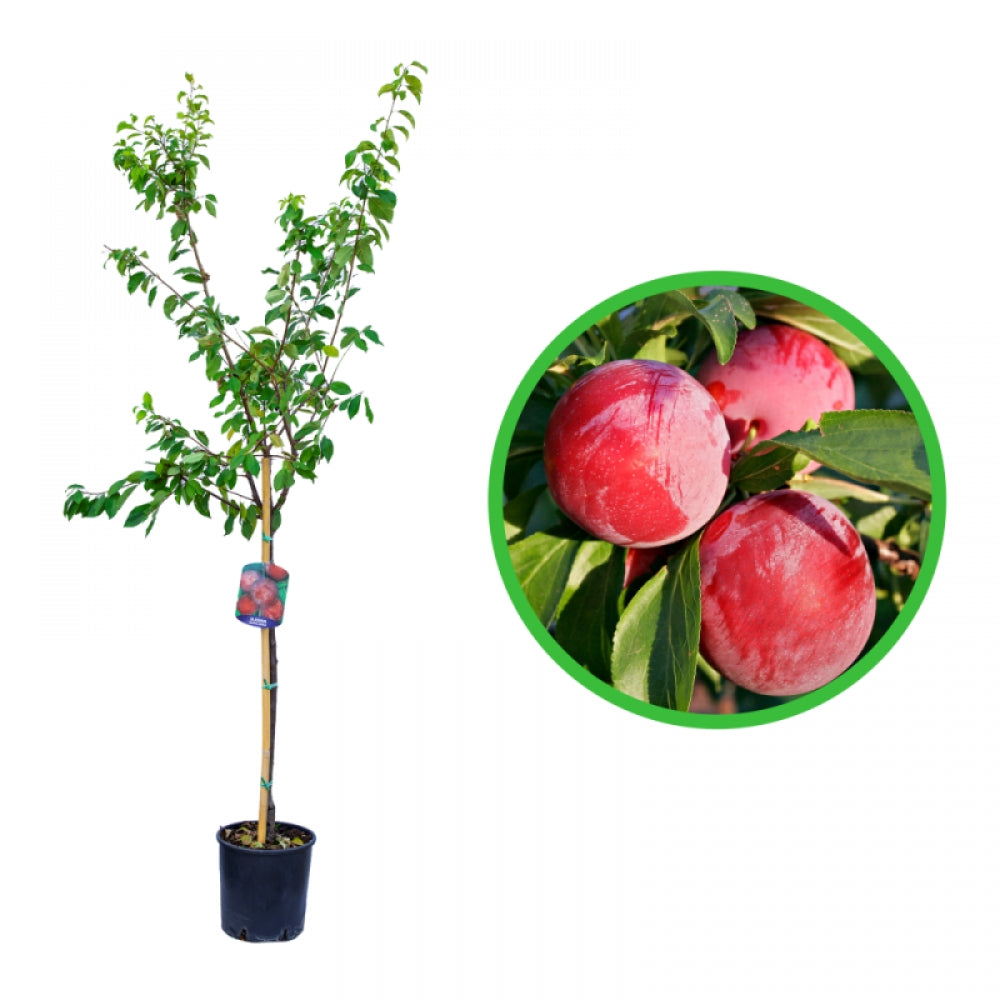 Prun Ozark Premier, Prunus Domestica