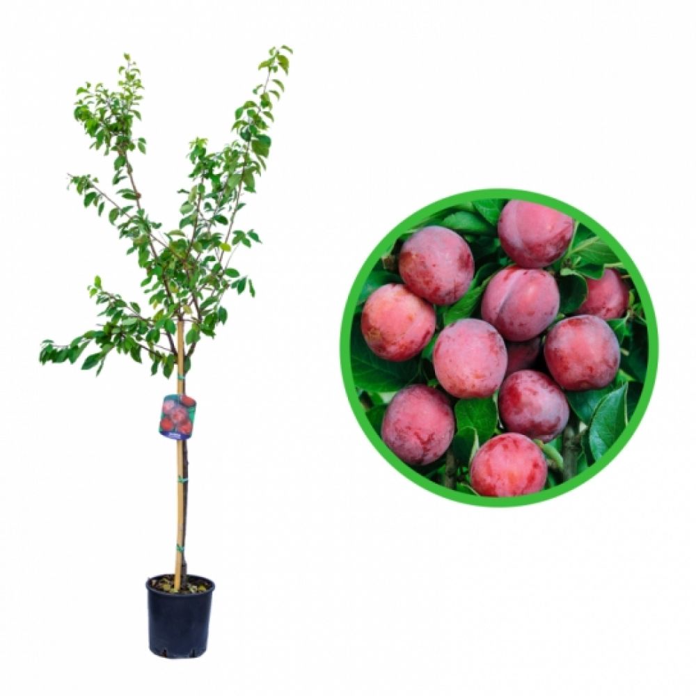 Prun D`Italia Rossa, Prunus Domestica
