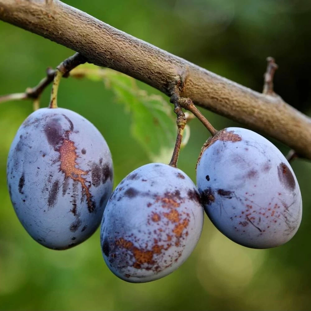 Prun Quetsche d Alsace, Prunus Domestica