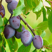 Prun Quetsche d Alsace, Prunus Domestica