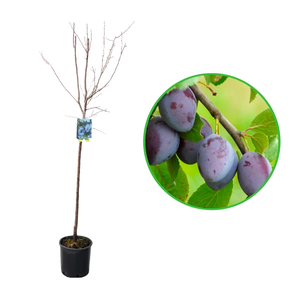 Prun Quetsche d Alsace, Prunus Domestica