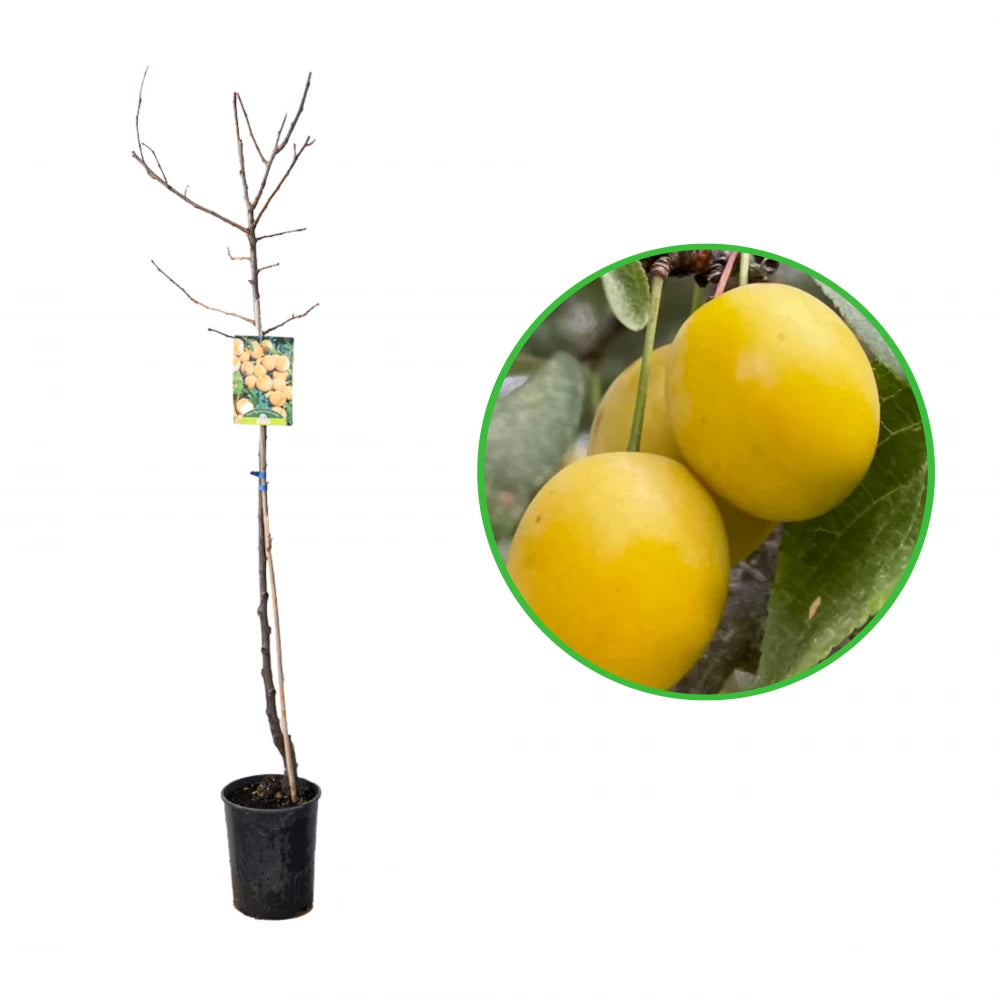 Prun Regina Claudia Gialla, Prunus Domestica