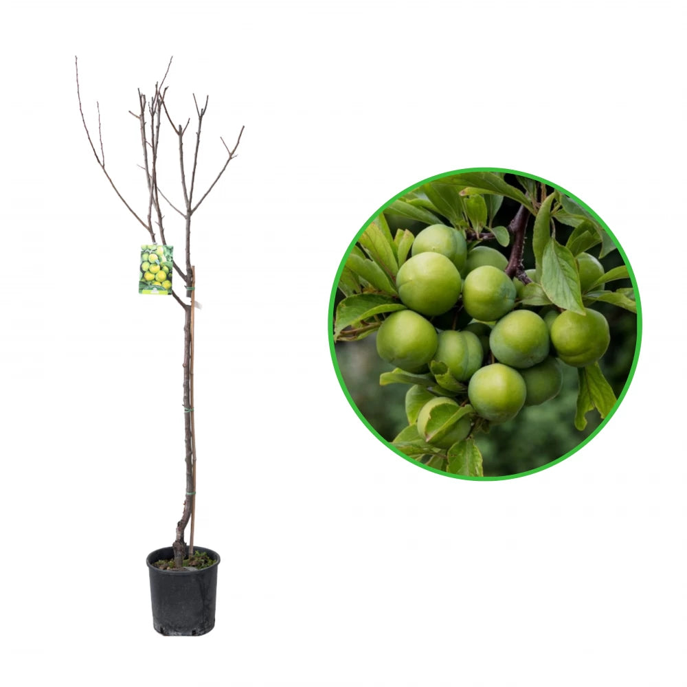 Prun Regina Claudia Verde, Prunus Domestica