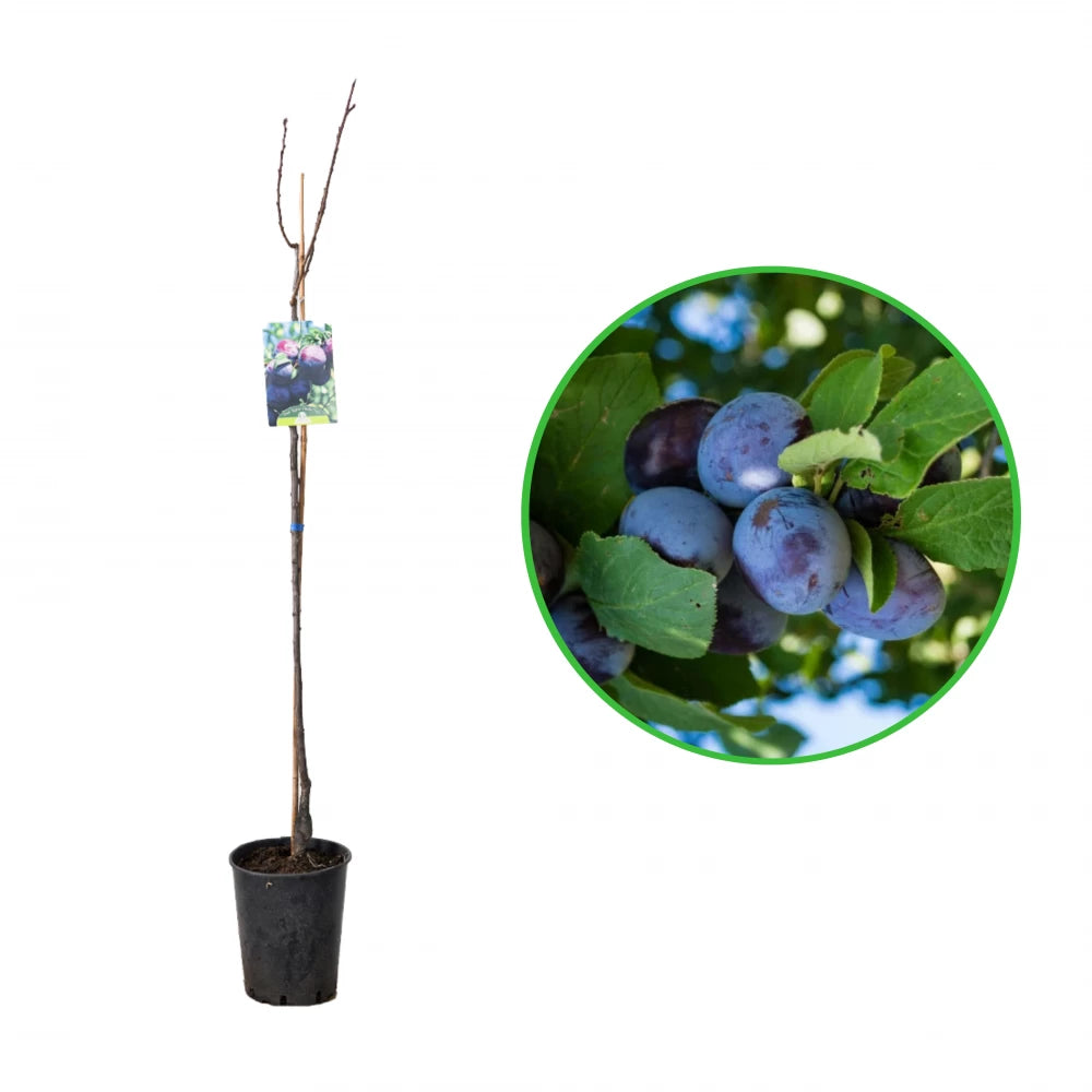 Prun Regina Claudia Viola, Prunus Domestica