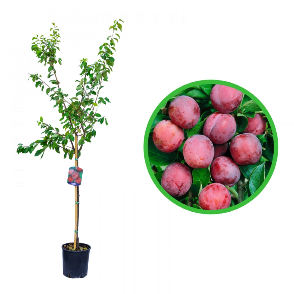 Prun Sangue di Drago, Prunus Domestica